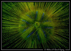 ... Special effect ... by Raoul Caprez 